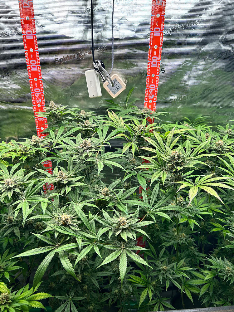 Cannabispflanzen in der späten Blütephase in einem Growzelt mit Messgeräten.