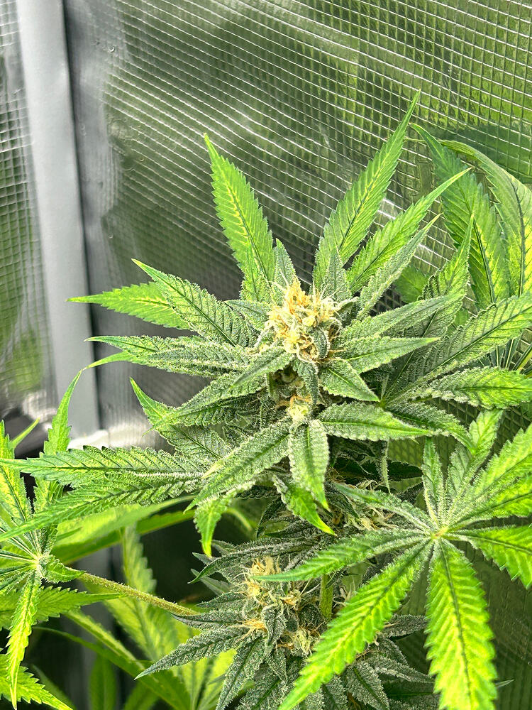 Growreport Bild 24