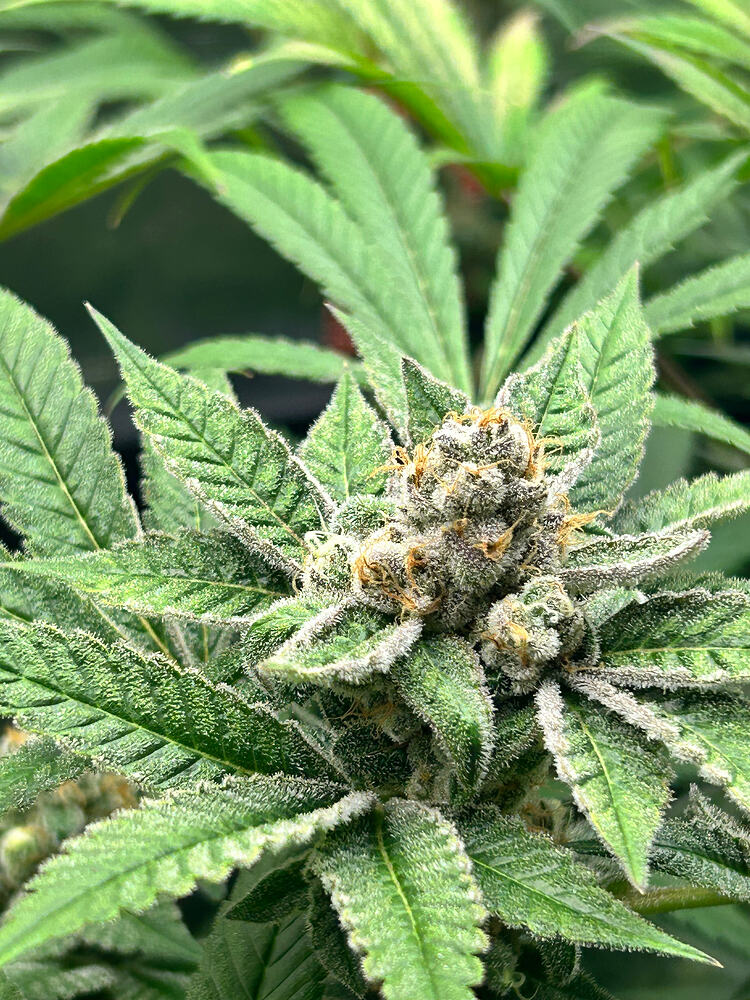 Growreport Bild 22