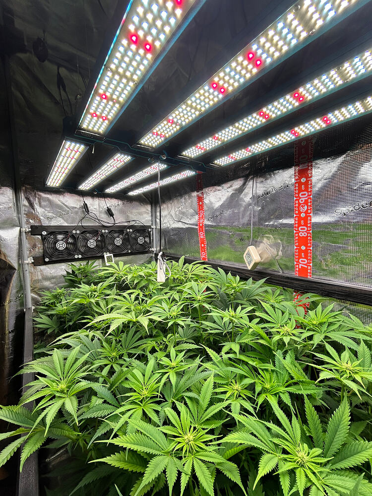 Blick in ein Growzelt mit mehreren Cannabispflanzen unter LED-Beleuchtung.