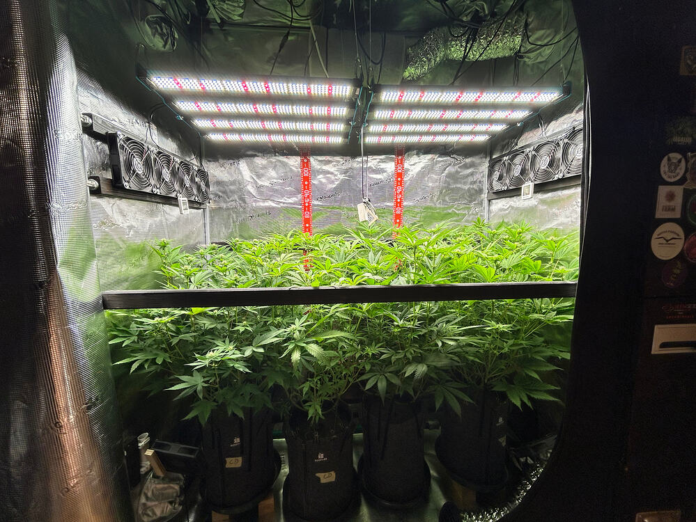 Blick in ein Growzelt mit vier Cannabis-Pflanzen in Stofftöpfen unter LED-Beleuchtung.
