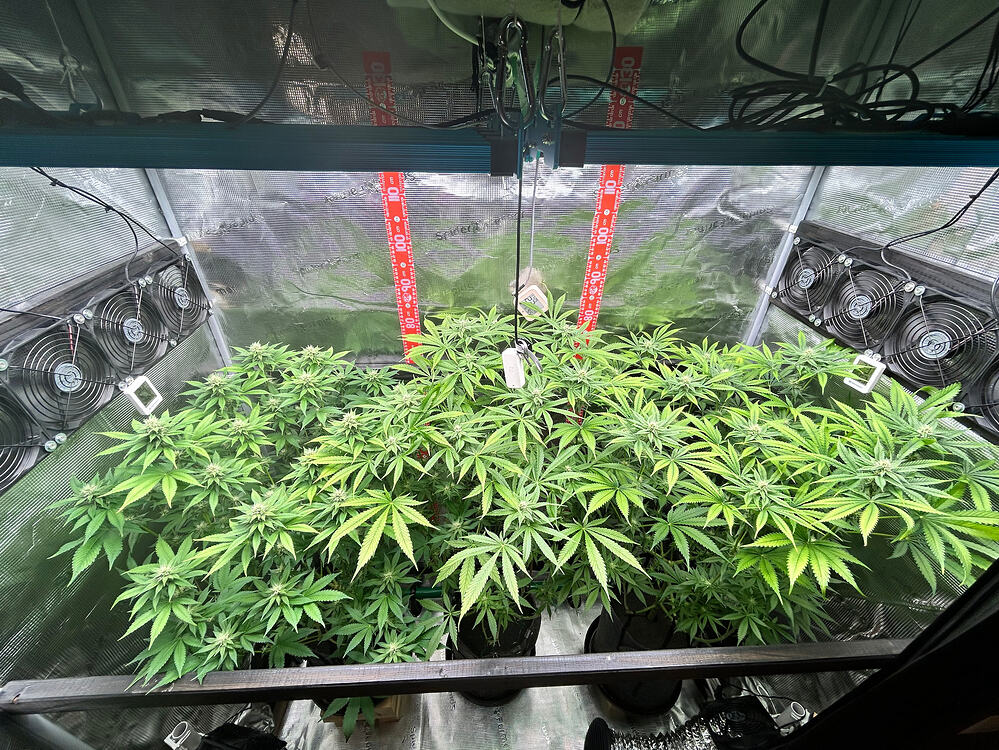 Blick in ein Growzelt mit mehreren Cannabis-Pflanzen in der Blütephase, beleuchtet von oben, mit Ventilatoren an den Seitenwänden.