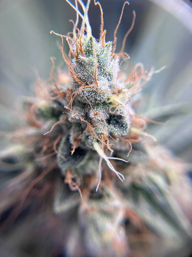 Growreport Bild 30