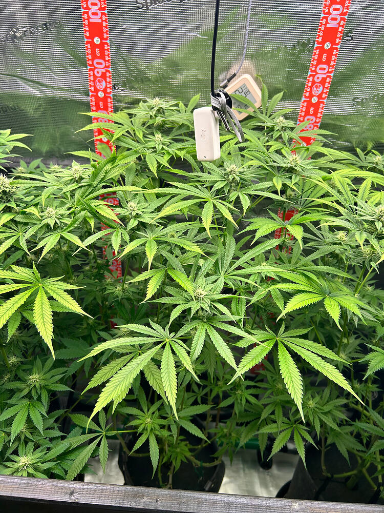 Drei Cannabis-Pflanzen in einem Growzelt während der Blütephase, mit sichtbaren Blütenansätzen und einem Hygrometer im Hintergrund.