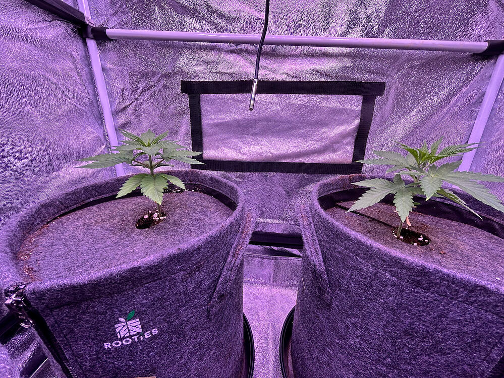 Zwei junge Cannabispflanzen in grauen Stofftöpfen in einem Growzelt.