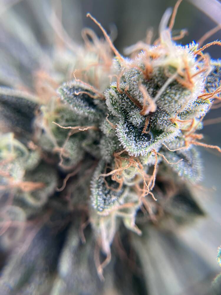 Nahaufnahme eines Cannabis-Buds mit sichtbaren Trichomen und orangefarbenen Stigmen.