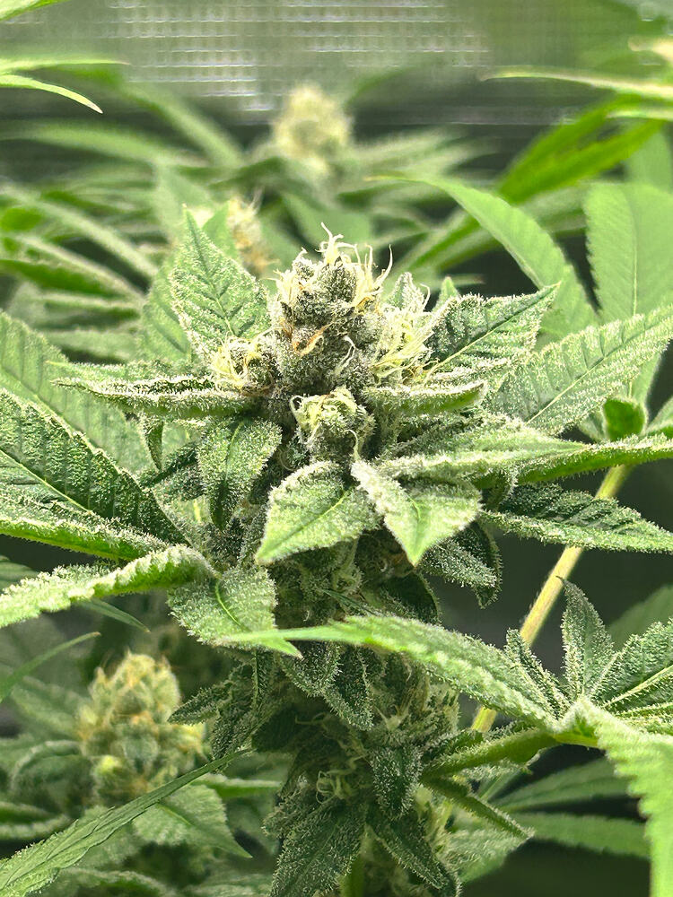 Growreport Bild 9