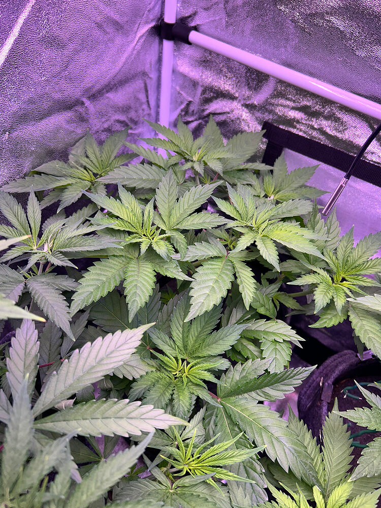 Eine Cannabis-Pflanze in einem Growzelt unter violettem Licht.