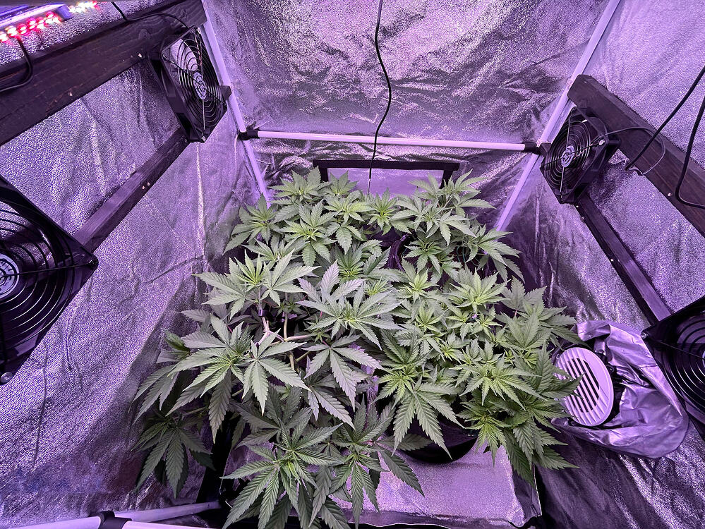 Blick von oben in ein Growzelt mit vier jungen Cannabispflanzen unter lila LED-Beleuchtung.