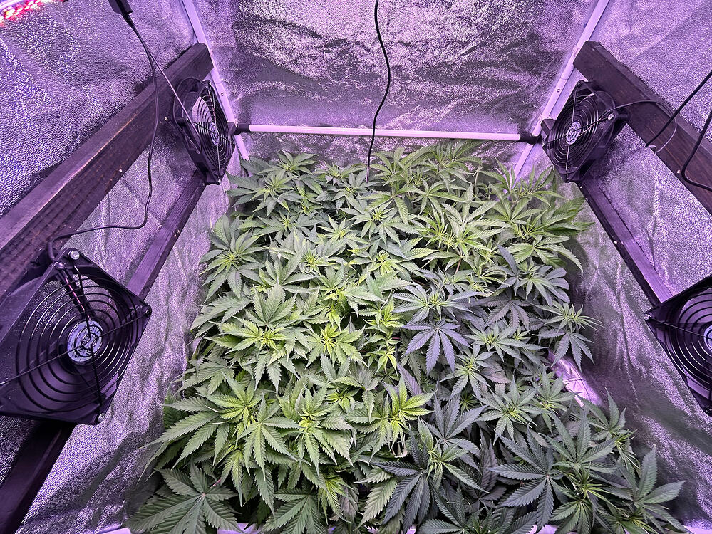 Blick von oben in ein Growzelt mit mehreren Cannabis-Pflanzen, die den gesamten Raum ausfüllen, flankiert von Umluftventilatoren an den Seitenwänden.