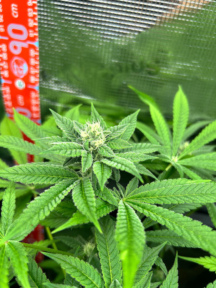 Growreport Bild 14