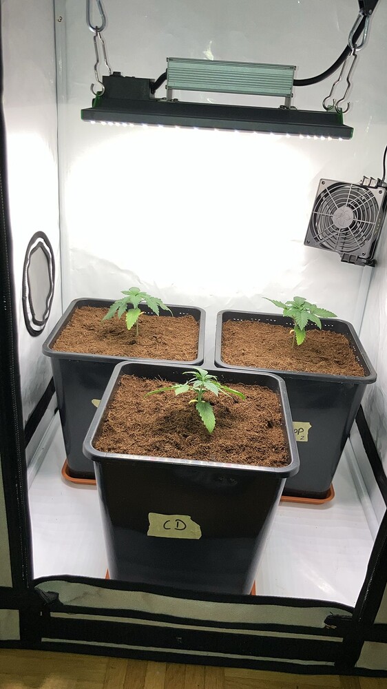 Drei junge Cannabispflanzen in quadratischen Töpfen in einem Growzelt unter einer LED-Lampe.