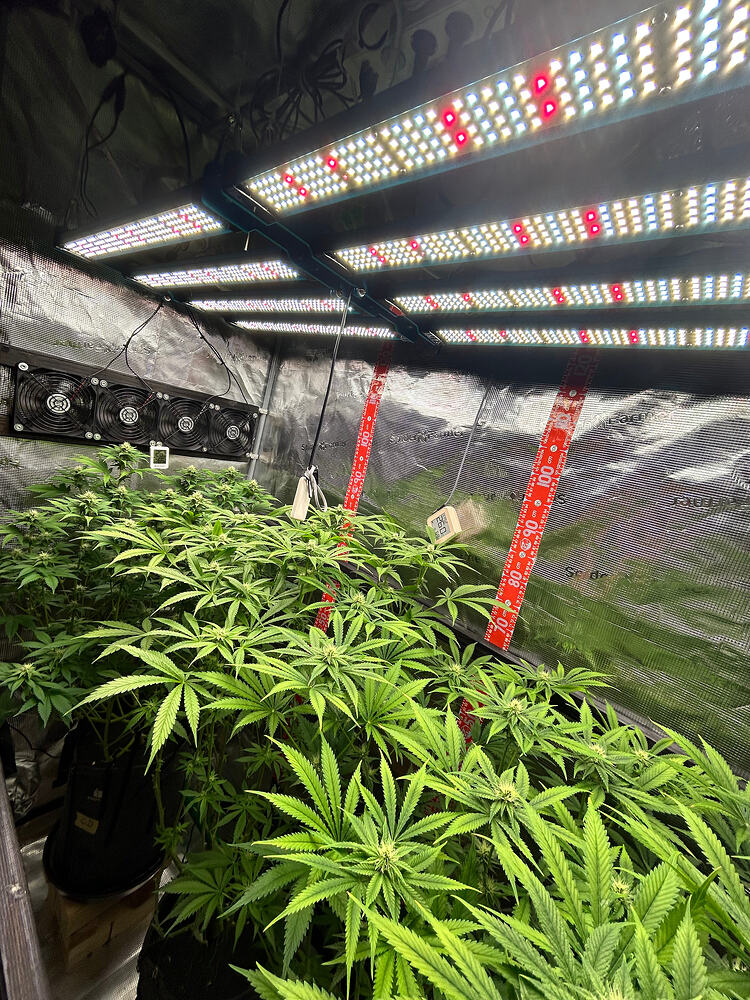 Drei Cannabis-Pflanzen in einem Growzelt unter einer LED-Beleuchtung in der Blütephase.