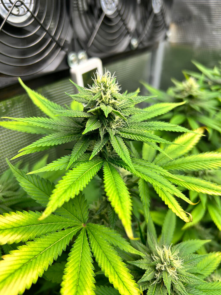Nahaufnahme einer blühenden Cannabispflanze in einem Grow-Zelt mit sichtbaren Lüftern im Hintergrund.