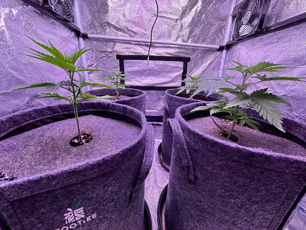 Vier junge Cannabispflanzen in Stofftöpfen in einem Growzelt unter lila LED-Beleuchtung.