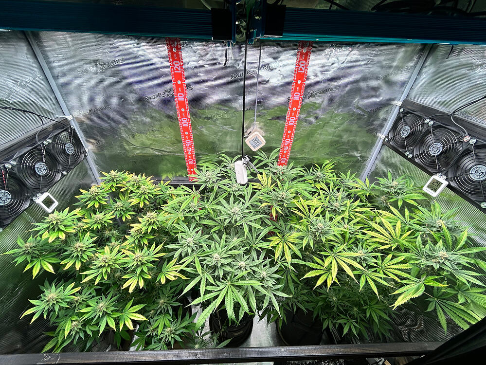 Blick in ein Growzelt mit vier blühenden Cannabispflanzen unter LED-Beleuchtung.