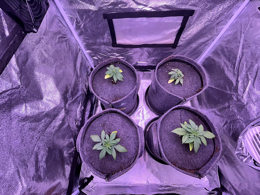 Vier junge Cannabispflanzen in Stofftöpfen in einem Growzelt unter lila LED-Licht.