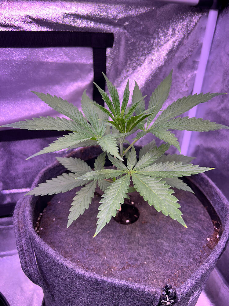 Eine junge Cannabispflanze in einem Stofftopf in einem Growzelt unter lila LED-Licht.