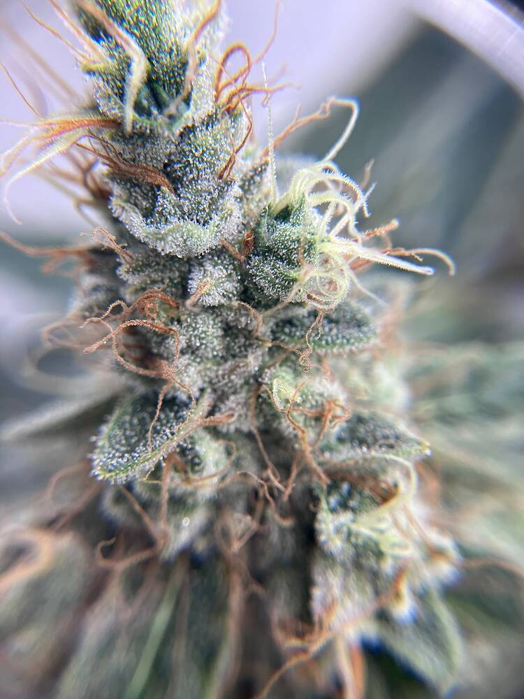 Nahaufnahme eines stark mit Trichomen bedeckten Cannabis-Buds in der späten Blütephase.