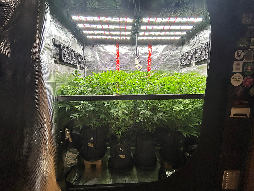 Vier Cannabis-Pflanzen in Stofftöpfen in einem Growzelt unter LED-Beleuchtung.
