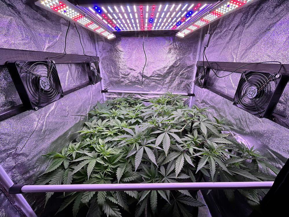 Blick in ein Growzelt mit mehreren Cannabis-Pflanzen in der vegetativen Phase unter LED-Beleuchtung.
