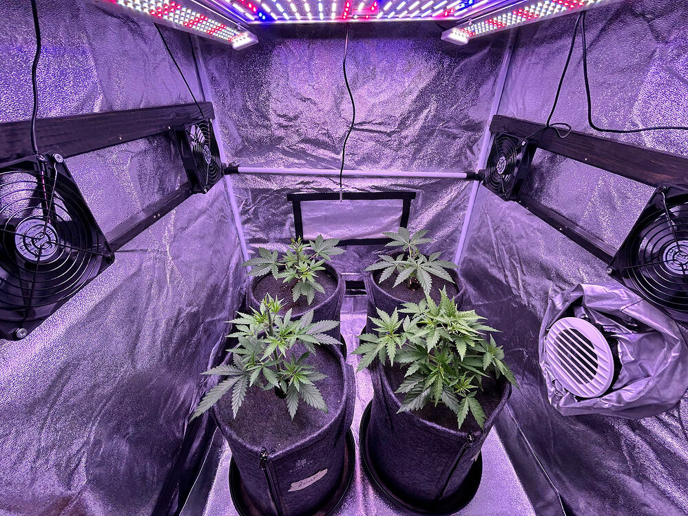 Vier junge Cannabispflanzen in Stofftöpfen innerhalb eines Grow-Zeltes unter LED-Beleuchtung.