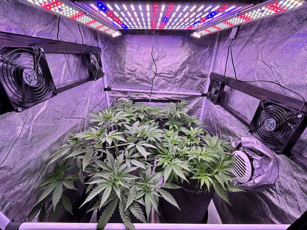 Blick in ein Growzelt mit mehreren jungen Cannabispflanzen unter LED-Beleuchtung.