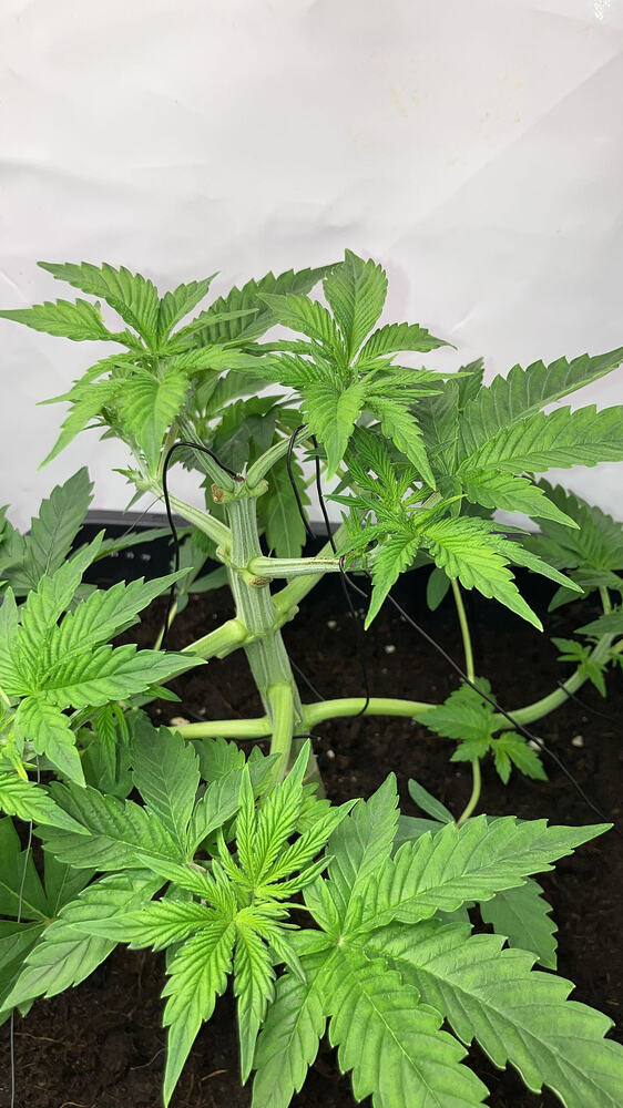 Eine junge Cannabis-Pflanze in der Wachstumsphase, die mit schwarzem Draht trainiert wird.