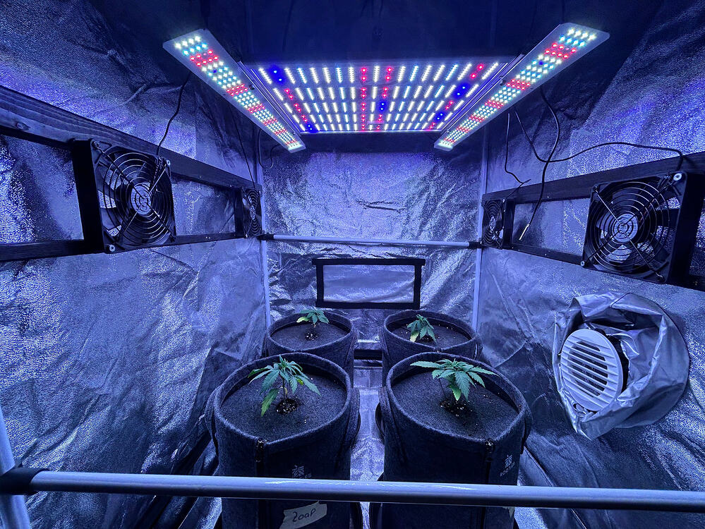 Vier junge Cannabispflanzen in Stofftöpfen in einem Growzelt unter LED-Beleuchtung.