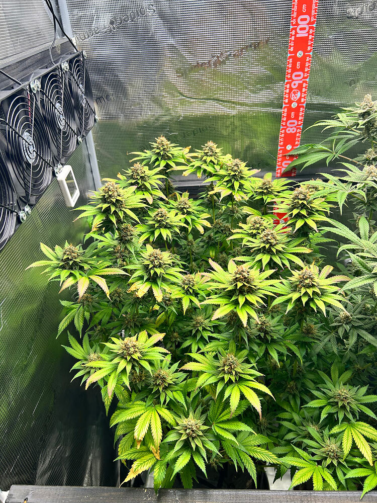 Zwei blühende Cannabispflanzen in einem Growzelt mit einer Messskala an der Wand.