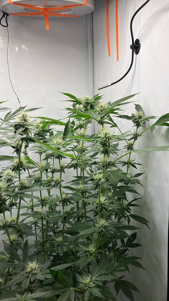 Growreport Bild 14