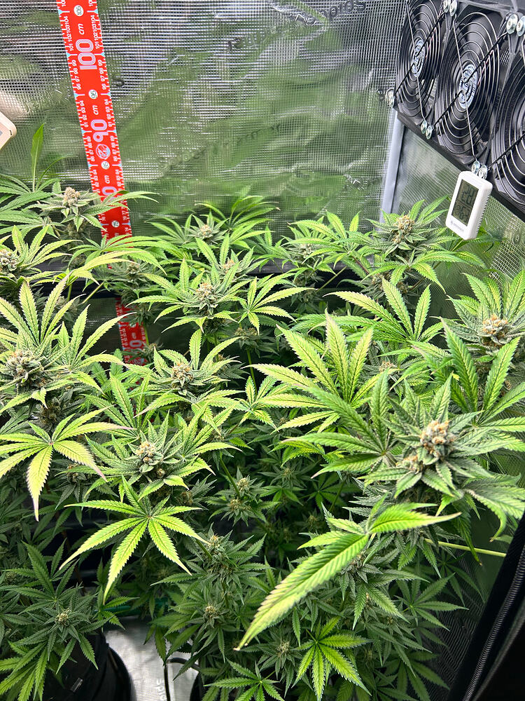 Drei Cannabis-Pflanzen in einem Growzelt in der späten Blütephase, mit einem Messstab und einem digitalen Hygrometer an der Wand.