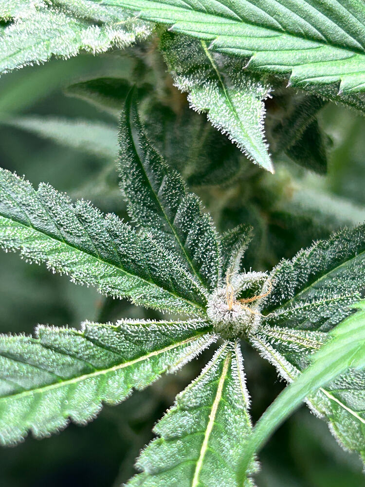 Nahaufnahme eines stark mit Trichomen bedeckten Cannabis-Buds und der umliegenden Zuckerblätter.