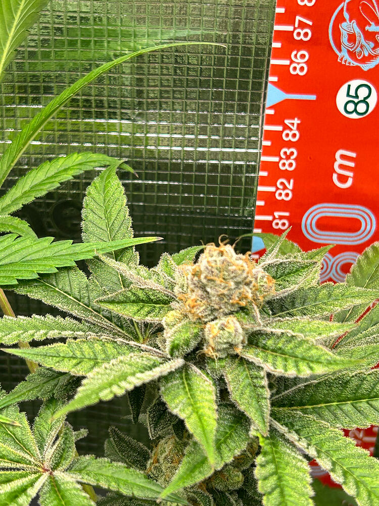 Growreport Bild 8