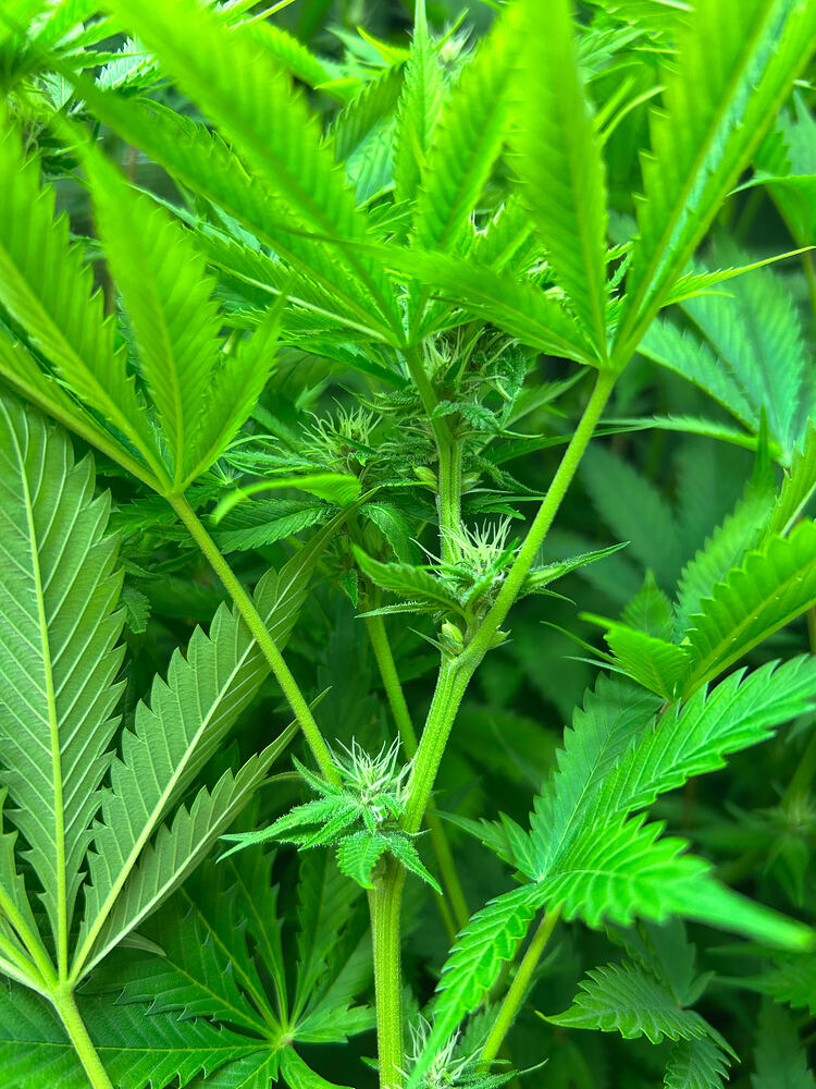 Nahaufnahme einer Cannabis-Pflanze mit sichtbaren männlichen Blüten (Pollensäcken) an den Knotenpunkten.