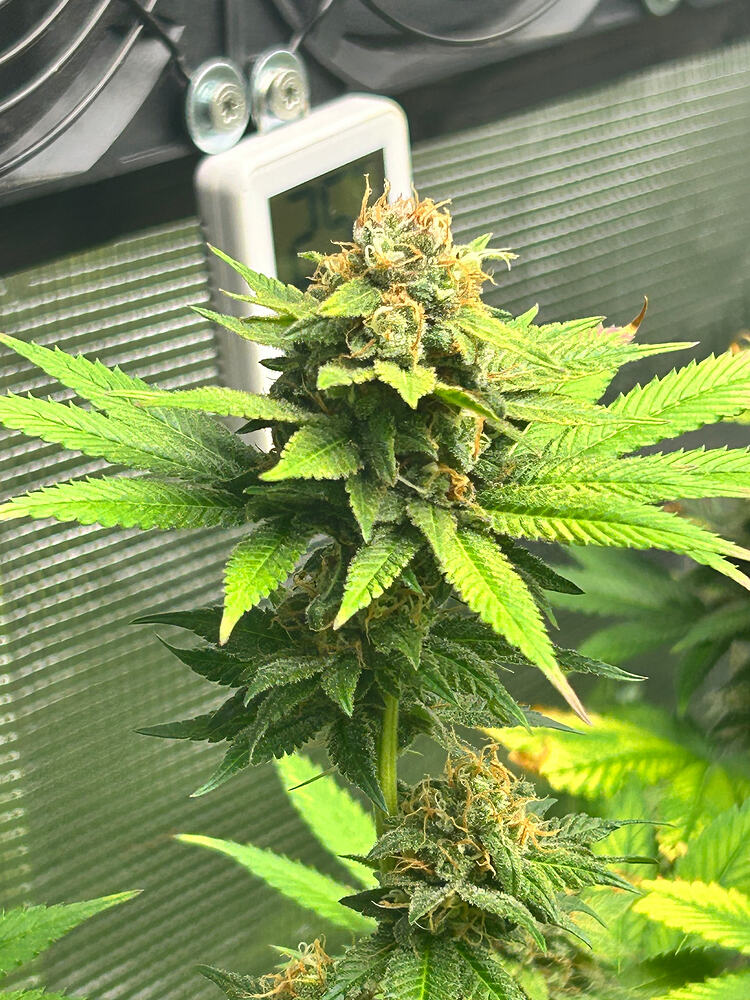 Nahaufnahme eines Cannabis-Buds in der späten Blütephase vor einem digitalen Thermometer/Hygrometer in einem Growzelt.