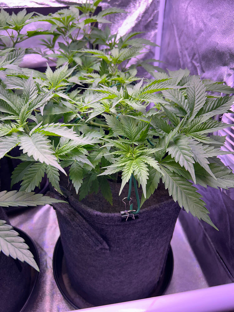 Zwei Cannabis-Pflanzen in Stofftöpfen in einem Growzelt unter LED-Beleuchtung, wobei die Zweige mit Clips heruntergebunden sind.