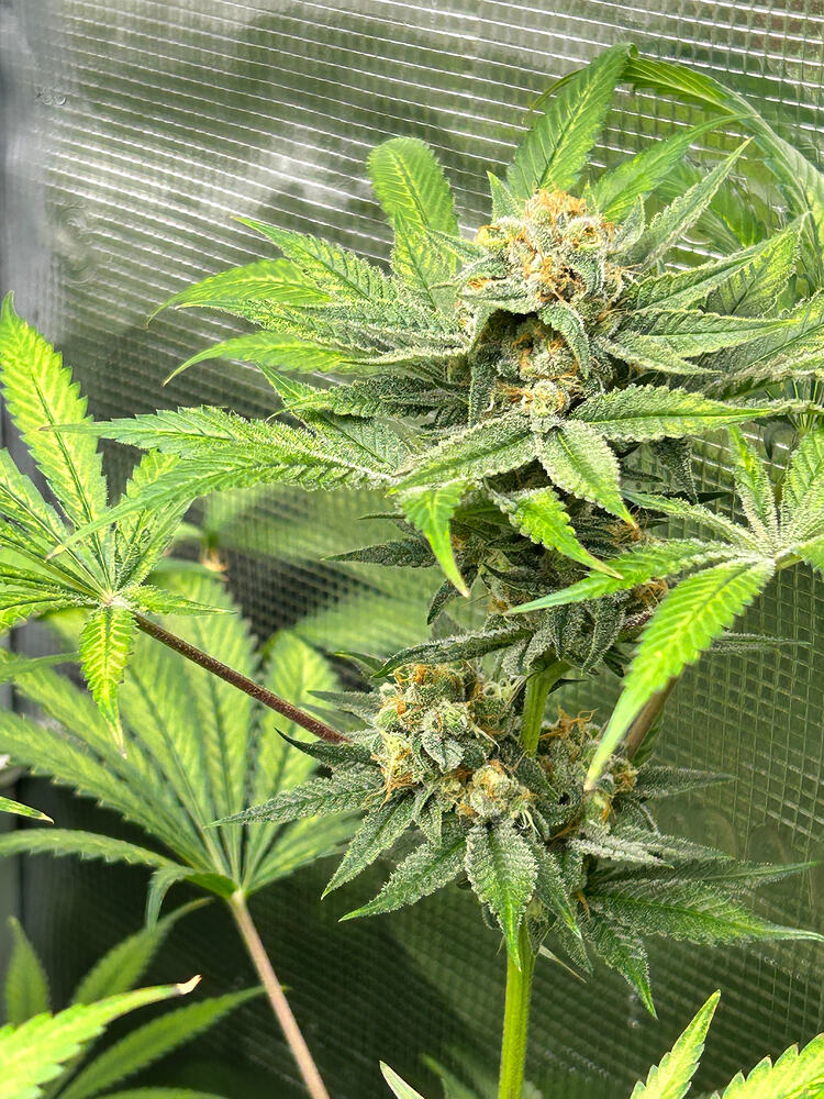Growreport Bild 9