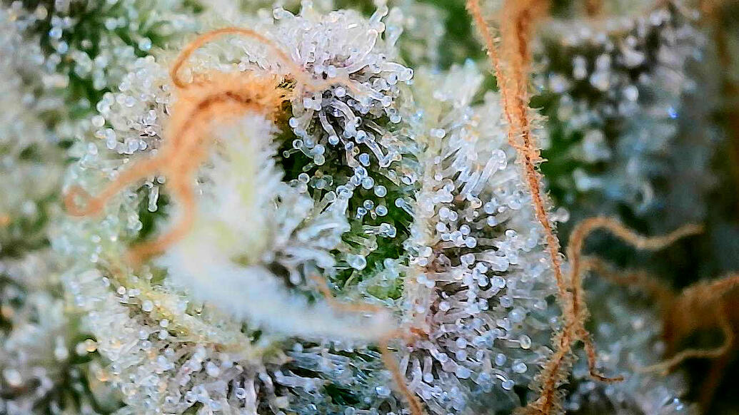 Nahaufnahme von Cannabis-Trichomen auf einem Blütenstand, die den Reifegrad der Pflanze zeigen.