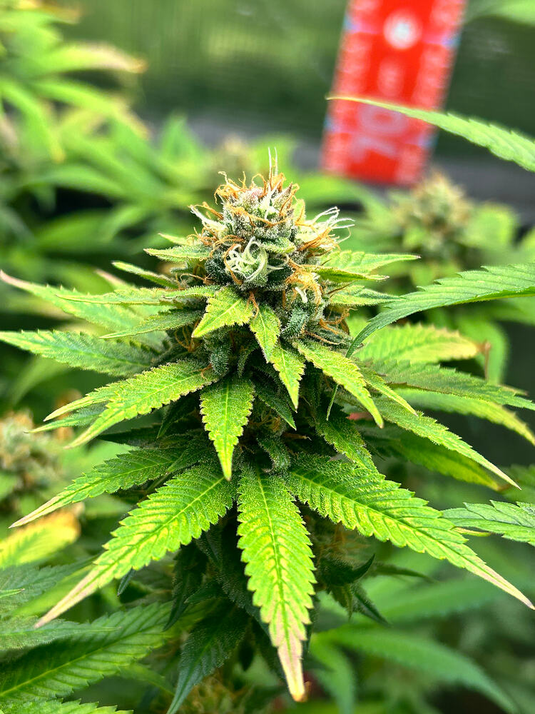 Nahaufnahme eines Cannabis-Buds in der Blütephase mit sichtbaren Trichomen und orangefarbenen Stigmen.