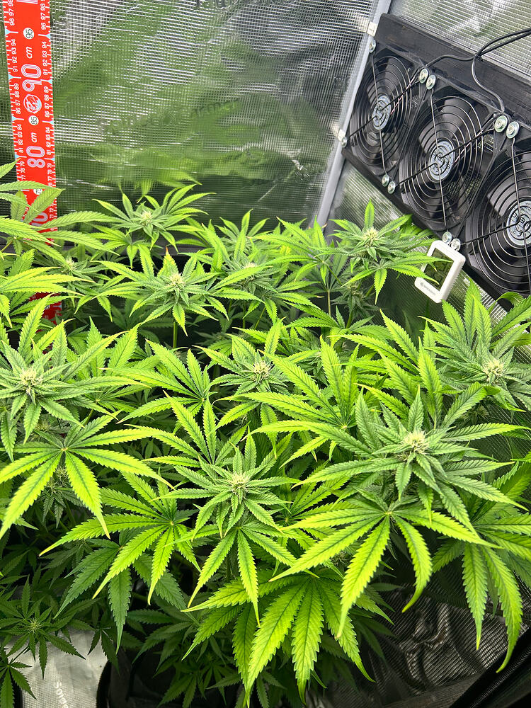Growreport Bild 7