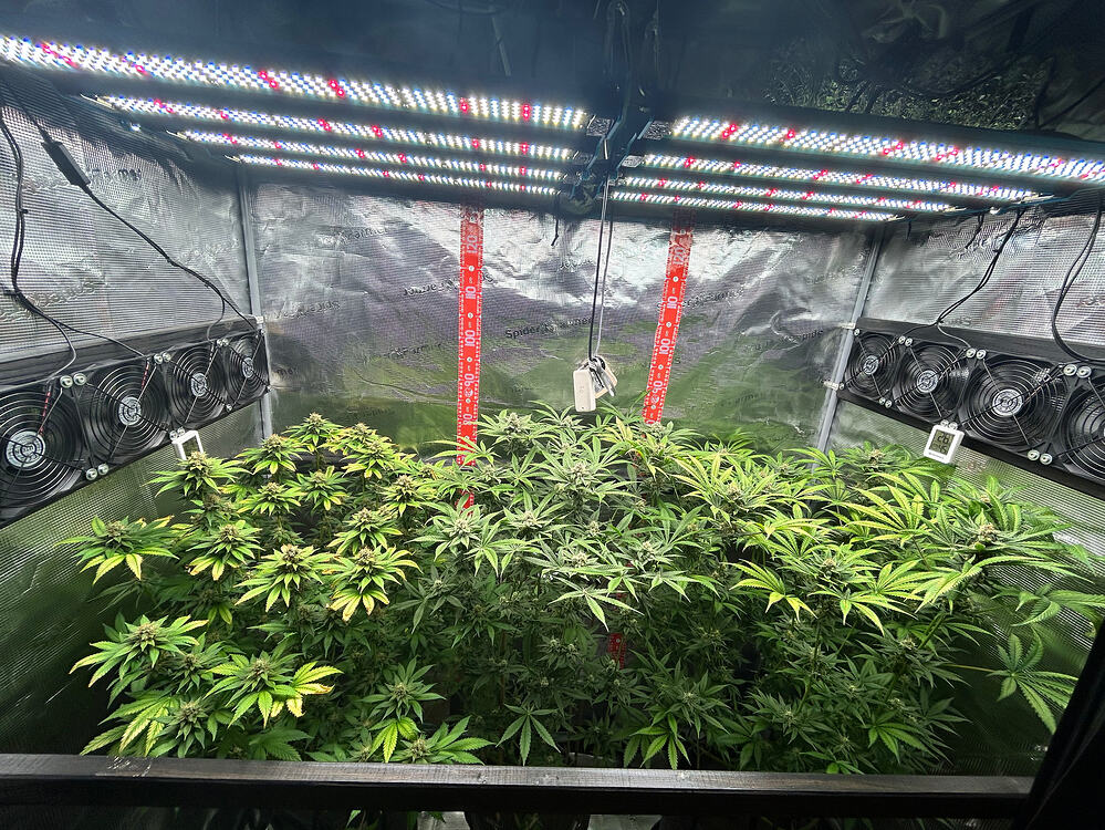 Blick in ein Growzelt mit mehreren Cannabis-Pflanzen in der Blütephase unter LED-Beleuchtung.
