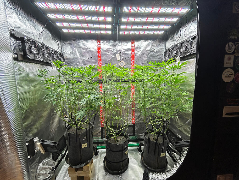 Drei Cannabis-Pflanzen in einem Growzelt unter LED-Beleuchtung, die gerade entlaubt wurden.
