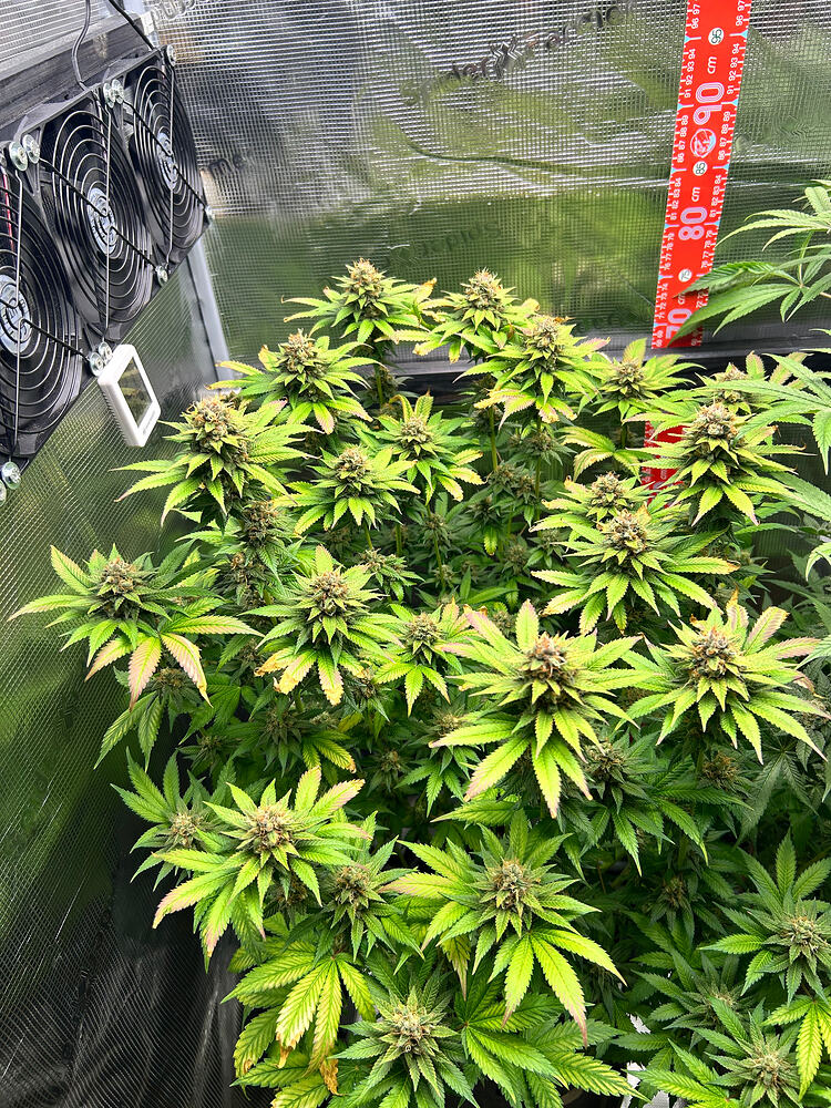 Eine blühende Cannabispflanze in einem Growzelt mit Lüftern und einer Messskala an der Wand.