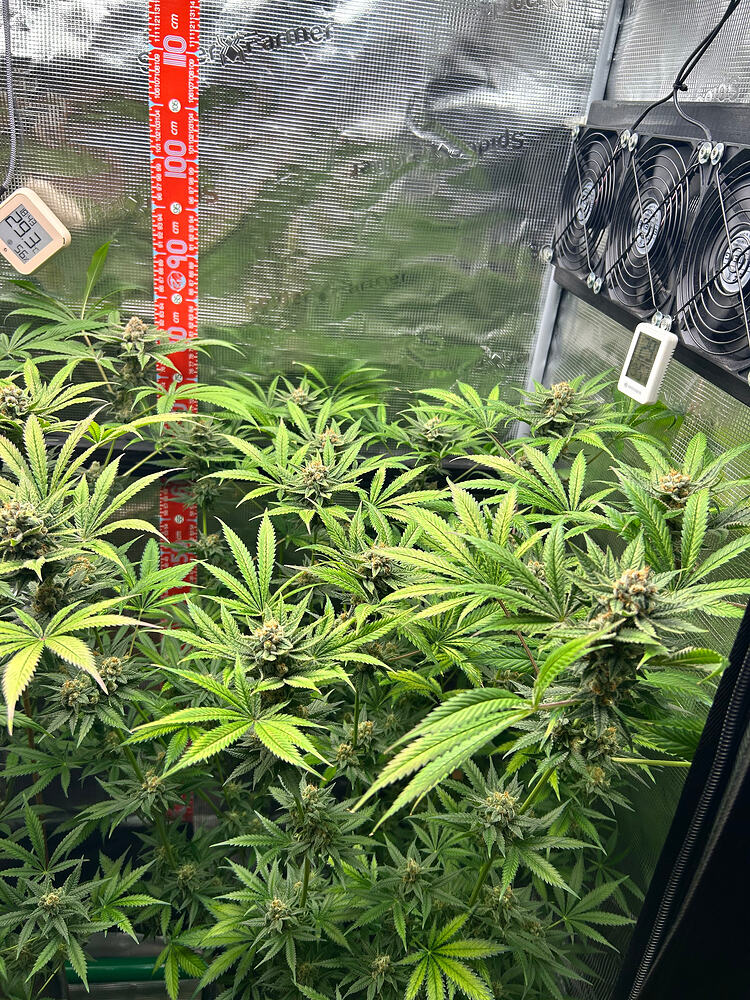 Cannabispflanzen in der späten Blütephase in einem Growzelt mit Messskala und Ventilatoren.
