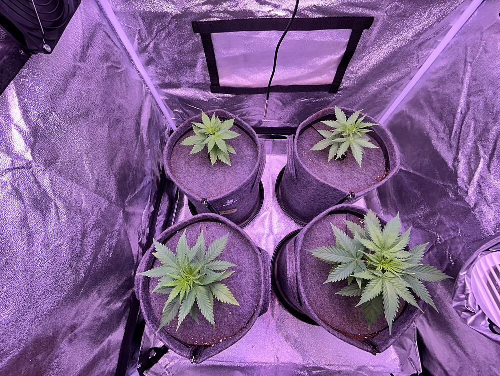 Vier junge Cannabispflanzen in Stofftöpfen in einem Growzelt unter lila LED-Licht.