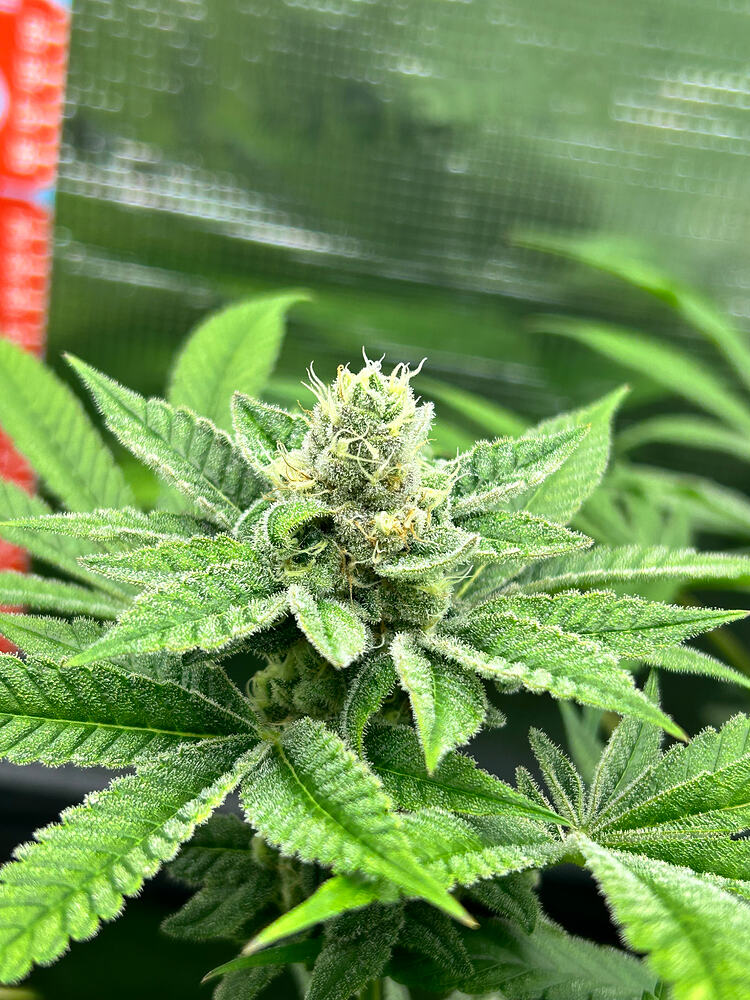 Nahaufnahme eines stark mit Trichomen bedeckten Cannabis-Buds in der Blütephase.