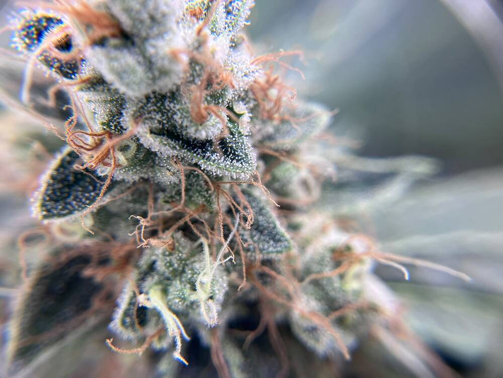 Nahaufnahme eines Cannabis-Buds mit vielen Trichomen und orangefarbenen Stigmen.