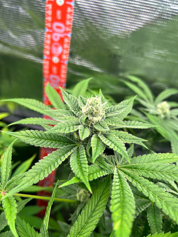 Growreport Bild 22