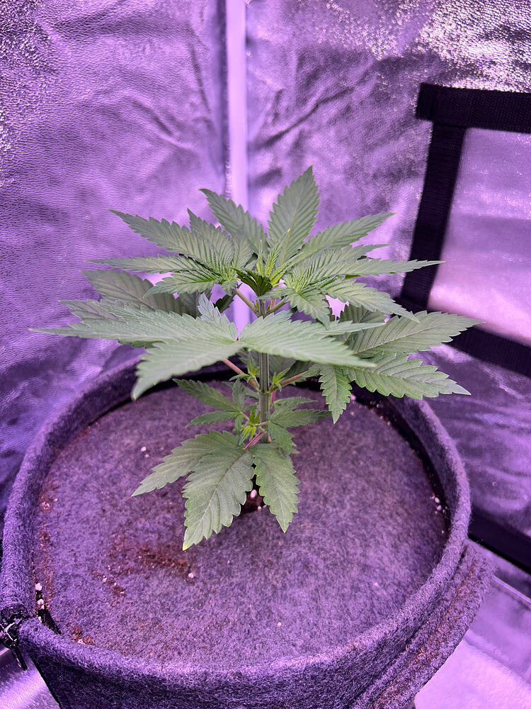 Eine junge Cannabispflanze in einem Stofftopf in einer Growbox unter lila LED-Licht.
